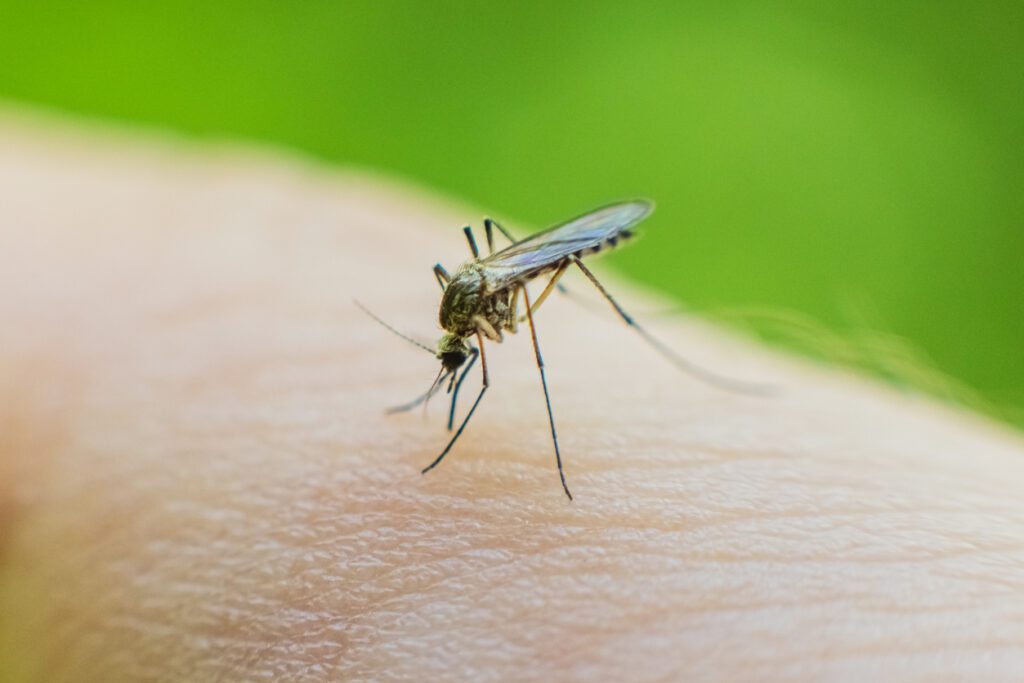mosquito infecting arm with malaria