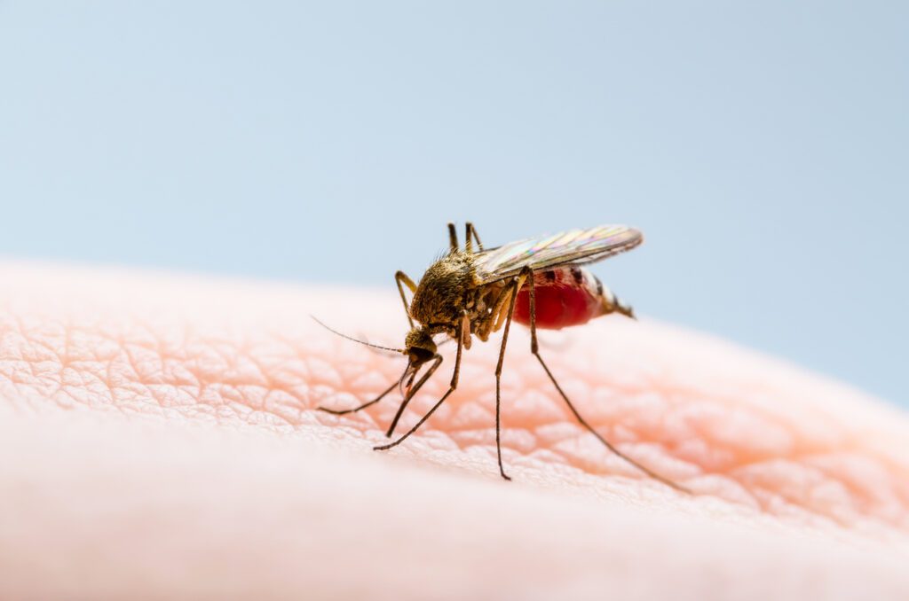 mosquito infected with malaria drinking blood